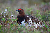 Willow grouse, Lagopus lagopus, Jamtland, Sweden.