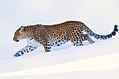 Leopard, Panthera pardus, Sweden.