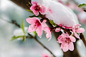 Close up of a branch of beautiful peach flowers in the snow.