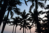 Hainan, China - Beautiful coconut trees on the beach at sunset.