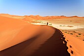Tourist walking on the sand dunes shaped by the wind Deadvlei Sossusvlei Namib Desert Naukluft National Park in Namibia Africa.