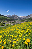 The colors of spring flowering with the village of Bormio in the background Upper Valtellina Lombardy Italy Europe.
