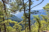 Canary Islands (Spain), La Palma. Mirador de la Cumbrecita, inside of Caldera de Taburiente National Park