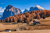 Europe, Italy, South Tyrol, Alpe di Siusi - Seiser Alm. Autumn colors on the Alpe di Siusi - Seiser Alm with the Sassolungo/Langkofel and the Sassopiatto/Plattkofel in the background, Dolomites.