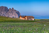 Alpe di Siusi/Seiser Alm, Dolomites, South Tyrol, Italy. Bloom on Plateau of Bullaccia/Puflatsch. In the background the peaks of Sciliar/Schlern.