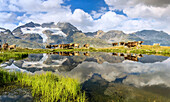 Cows on the shore of the lake where high peaks and clouds are reflected Bugliet Valley Bernina Engadine Switzerland Europe.