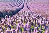 Europe, France,Provence Alpes Cote d'Azur,Plateau de Valensole. Lavender Rows.