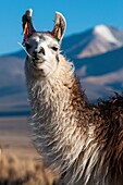 Alpaca face. Sajama National Park. Oruro Department. Bolivia