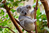 Koala, Phascolarctos cinereus, Young on Tree, Germany.