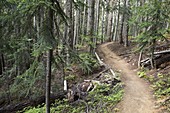 A hiking trail winds through a sub-alpine forest in the Pacific Northwest.