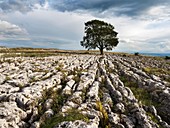 Lone Tree on Limestone Pavement near Malham Yorkshire Dales England.