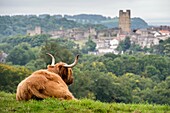 Scottish Highland Cow in Richmond, England, UK.