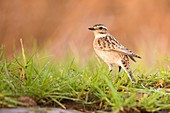 Female Whinchat (Saxicola rubetra) a small migratory passerine bird that breeds in Europe and western Asia and winters in Africa. Photographed in Ein Afek Nature Reserve, Israel in September.