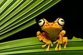 Imbabura Treefrog (Hypsiboas pictuator), Treefrog family (Hylidae), Amazon rainforest, Canande River Reserve, Choco forest, Ecuador.