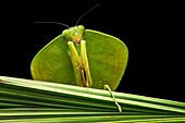 Shield mantis (Choeradodis sp. ), (Mantodea family), Amazon rainforest, Canande River Reserve, Choco forest, Ecuador.