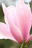 Ein Vorgeschmack auf den Frühling mit einer rosa Magnolienblüte