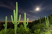 Giant saguaro cactus, Carnegiea gigantea, under full moon in the Catalina Mountains, Tucson, Az, U. S. A.