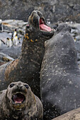 Southern elephant seal bulls, Mirounga leonina, mock-fighting in Gold Harbor, South Georgia, UK Overseas Protectorate.