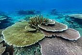Underwater profusion of hard plate corals at Pulau Setaih Island, Natuna Archipelago, Indonesia.