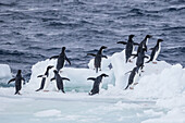 Adélie penguins, Pygoscelis adeliae, returning to the sea at Brown Bluff, Antarctica, Southern Ocean.