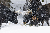 Heck Cattle (Bos primigenius taurus), an attempt to breed back the extinct Aurochs from domestic cattle. Snowstorm in the National Park Bavarian forest (Bayerischen Wald). Europe, Central Europe, Germany, Bavaria, January.