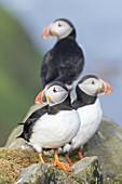 Atlantic Puffin (Fratercula arctica) in a puffinry on Mykines, part of the Faroe Islands in the North Atlantic. Europe, Northern Europe, Denmark, Faroe Islands.