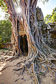 Distinctive strangler fig at Ta Som temple, Angkor, Siem Reap, Cambodia.
