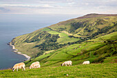 Sheep on Torr Head, County Antrim, Northern Ireland.