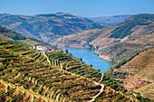 Vineyards and the Douro River, Alto Douro Wine Valley, UNESCO World Hertiage Region, Portugal
