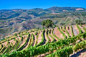 Vineyards, Alto Douro Wine Valley, UNESCO World Hertiage Region, Portugal