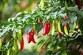 Chilli peppers, Buenavista, Quindio, Colombia, South America