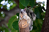 Squirrel in Costa Rica