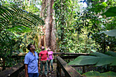 Kapoktree in Cinco Ceibas Rainforest Reserve in the center, Costa Rica