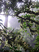 Nature Park, rainforest Monteverde, Costa Rica