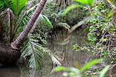 Tierschutzgebiet Curu bei Tambor, Halbinsel Nicoya, Pazifikküste von Guanacaste, Costa Rica