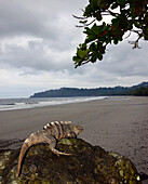 Echse am Strand bei Quepos und Manuel Antonio, Pazifikküste von Puntarenas, Costa Rica