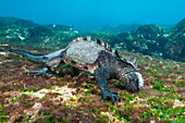 Marine Iguana feeding at Sea, Amblyrhynchus cristatus, Cabo Douglas, Fernandina Island, Galapagos, Ecuador