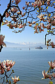 Magnolia tree in bloom and Lake Constance, Baden-Wuerttemberg