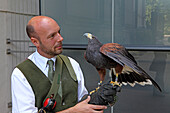 Falkner mit Falke, der die Tauben an Hochhäusern verjagt, Kensington, London, England