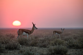 Springboks at sunrise in the Etosha National Park, Namibia, Africa