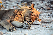 Male lion sleeping in the setting sun in the Etosha National Park, Namibia, Africa