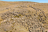 Merinoschafe, Herde von oben, Mustering, Farm, Wolle, trockene Landschaft, Niemand, Tiere, High Country, Earnscleugh Station, Central Otago, Südinsel, Neuseeland