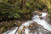 Wasserfall, Lake Marian Track, Wanderweg, Gebirgsfluss, Fiordland Nationalpark, Niemand, Südinsel, Neuseeland