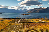 Rippon Vineyard, organic wine, golden autumn, shores of Lake Wanaka, nobody, Otago, South Island, New Zealand