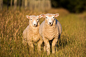 Schafe in Kahurangi National Park, Westküste, Tasman, Südinsel, Neuseeland, Ozeanien