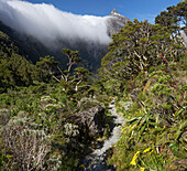 Milford Track, Great Walk, Fjordland National Park, Milford Sound, Southland, South Island, New Zealand, Oceania