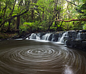 Whirlpool in a forest, Catlins, Clutha, Otago, Southland, South Island, New Zealand, Oceania