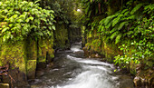 Te Whaiti nui a toi Schlucht, Whirinaki Forest Park, Bay of Plenty, Nordinsel, Neuseeland, Ozeanien