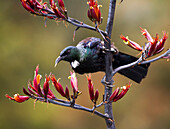 Tui, Vogel auf einem Ast, Catlins, Clutha, Otago, Southland, Südinsel, Neuseeland, Ozeanien