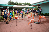 Pink flamingo birds strut among visitors at Sea World Orlando theme park, Orlando, Florida, USA